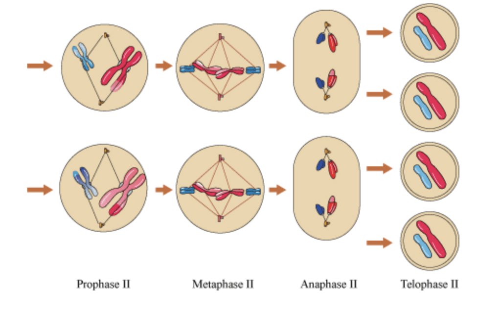 NCERT Exemplar: Cell Cycle & Cell Division | Biology Class 11 - NEET