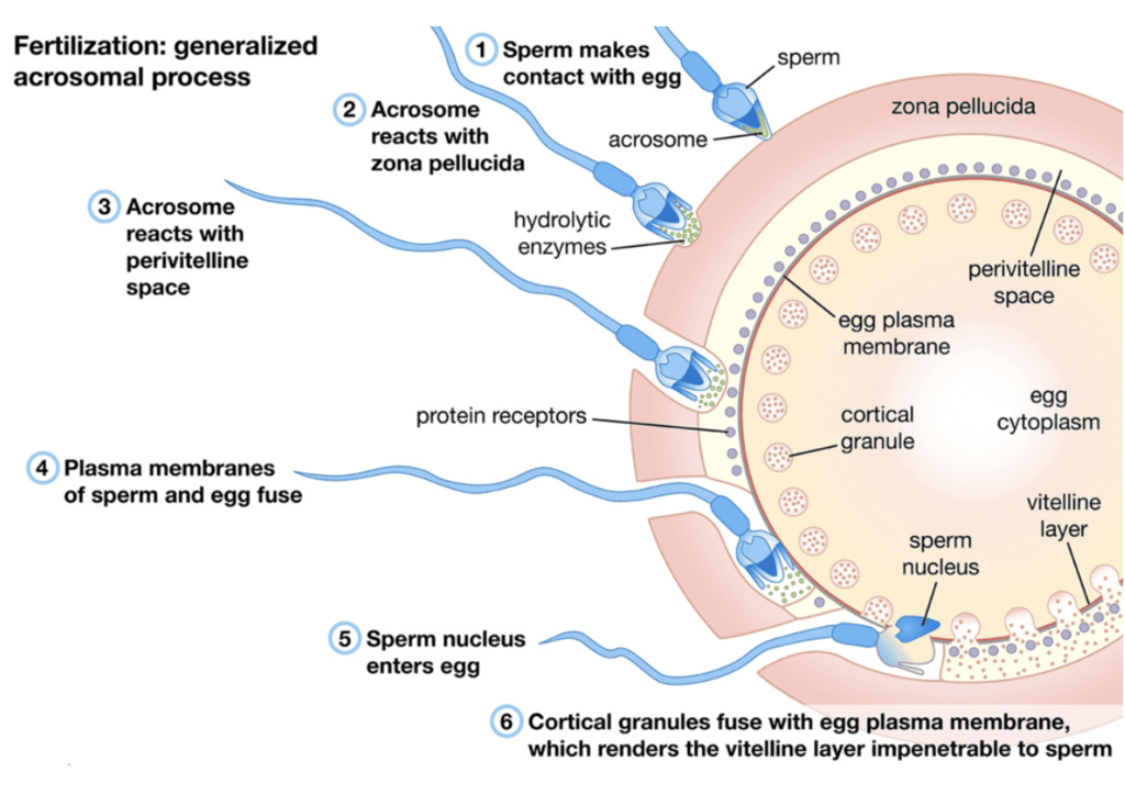 The fusion of the sperm nucleus