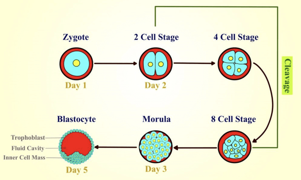 Cleavage of zygote 