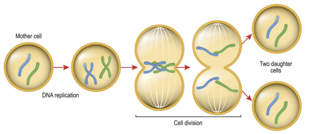 NCERT Exemplar: Cell Cycle & Cell Division | Biology Class 11 - NEET