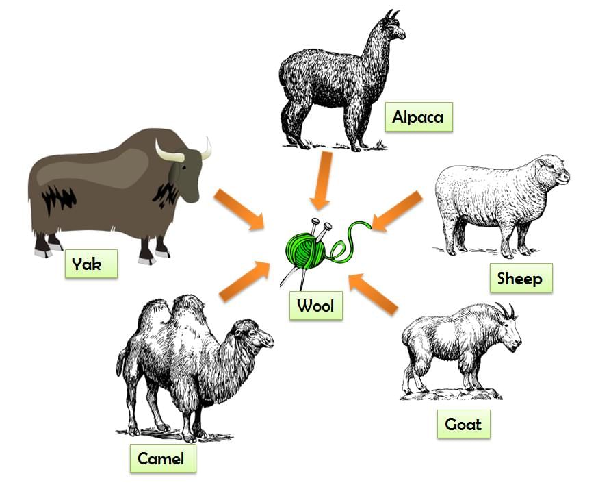 Sources of wool