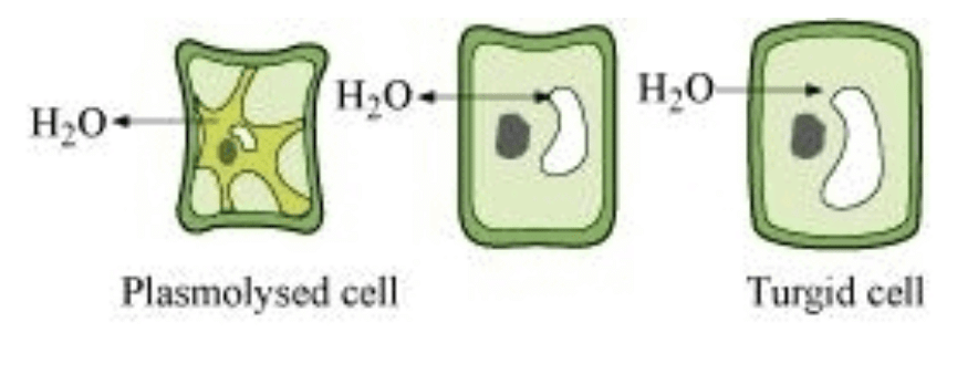 Process of Plasmolysis