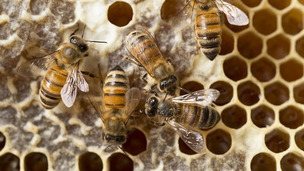 Honeybees turning nectar into honey