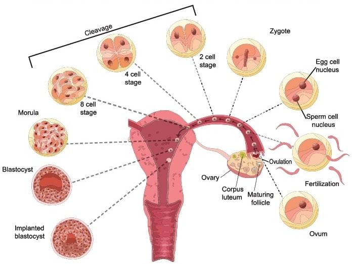 Fetal development from ovulation to implantation 