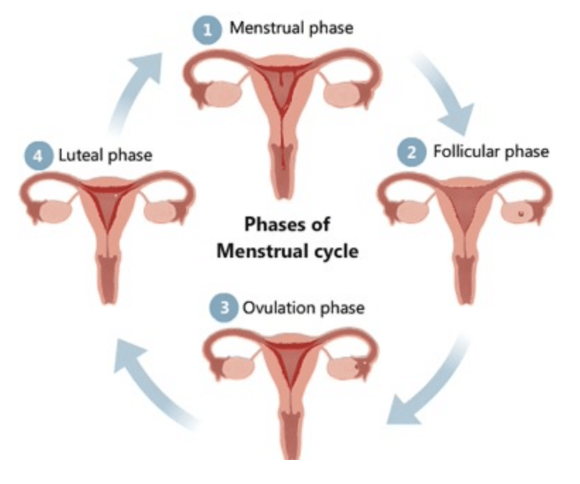 Four phases of Menstrual cycle