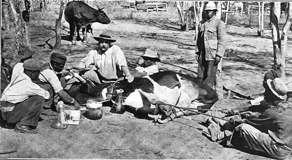 The Cattle Plague