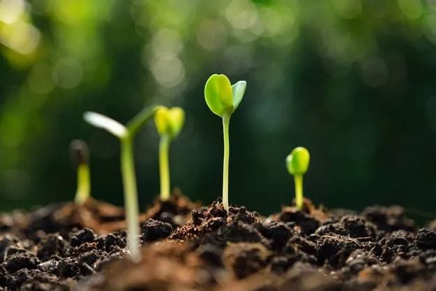 NCERT Solutions for Class 6 Science - Food - Where does it Come from?