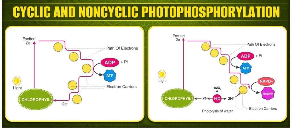 4.4 Location and Conditions for Cyclic Photophosphorylation