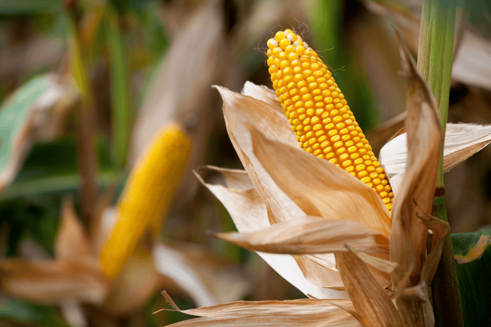 India Becomes Net Importer of Maize