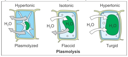 Class 11 Biology Sample Question Paper with Solution- 1 | Sample Papers for Class 11 Medical and Non-Medical - JEE