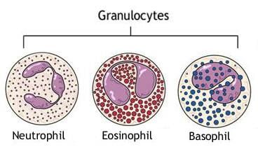 NCERT Solutions Class 11 Biology Chapter 18 - Body Fluids and Circulation