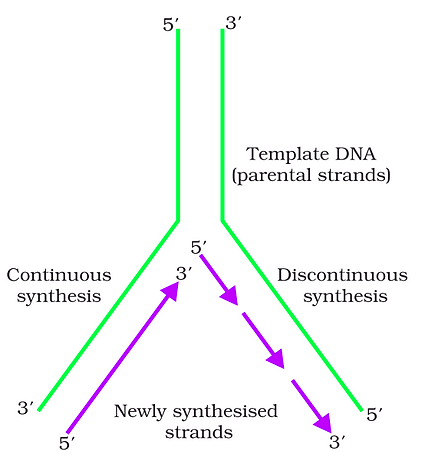 Important Diagrams: Molecular Basis of Inheritance | Biology Class 12 - NEET