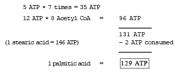Key Notes: Respiration in Plants - NEET