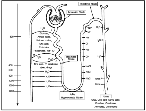Mechanism: Urine Formation | Biology for JAMB