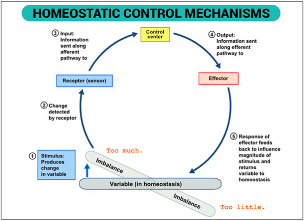 Homeostasis | Biology for JAMB