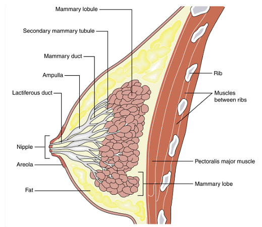 Mammary gland
