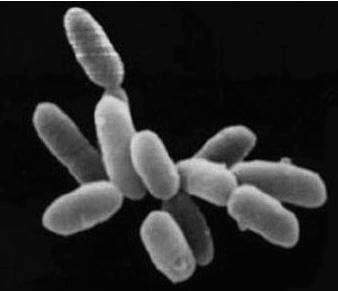 Introduction to Biological Classification | Biology for Grade 11