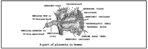 EXTRA EMBRYONIC MEMBRANES AND PLACENTA