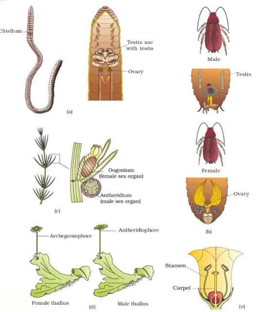 Sexual Reproduction | Biology for Grade 12