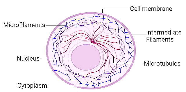 Cell: The Unit of Life Chapter Notes | Biology Class 11 - NEET