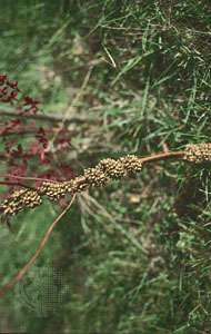 Population Interactions | Biology for JAMB