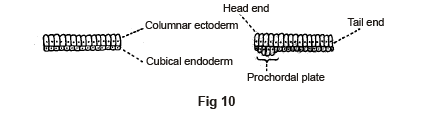 FORMATION OF GERM LAYERS (GASTRULATION)