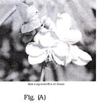 NCERT Exemplar: Organisms & Populations - 2 | NCERT Exemplar & Revision Notes for NEET