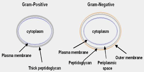 Prokaryotic Cells: Cell Envelope & Components of Bacterial Cell | Biology for ACT