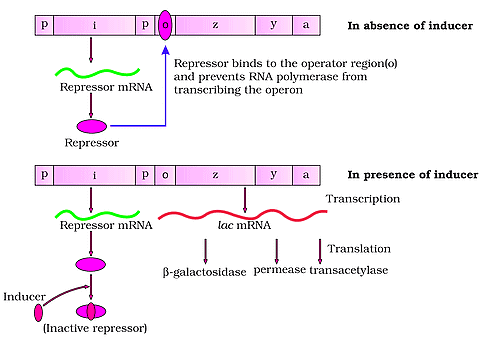 Important Diagrams: Molecular Basis of Inheritance | Biology Class 12 - NEET