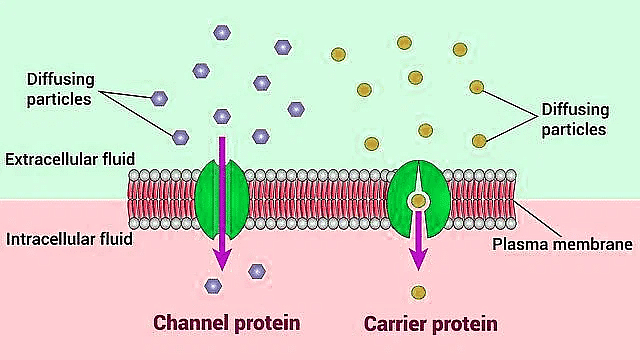 Important Diagrams: Transport in Plants (Old NCERT) | Crash Course for NEET