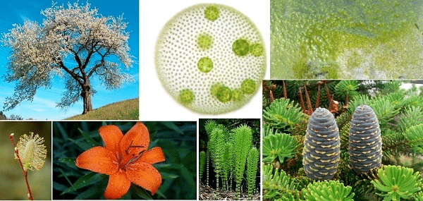 Introduction to Biological Classification | Biology for Grade 11