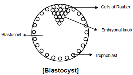 General Properties of Embryonic Development | Additional Study Material for NEET