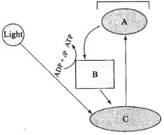 NCERT Exemplar: Photosynthesis in Higher Plants | Biology Class 11 - NEET
