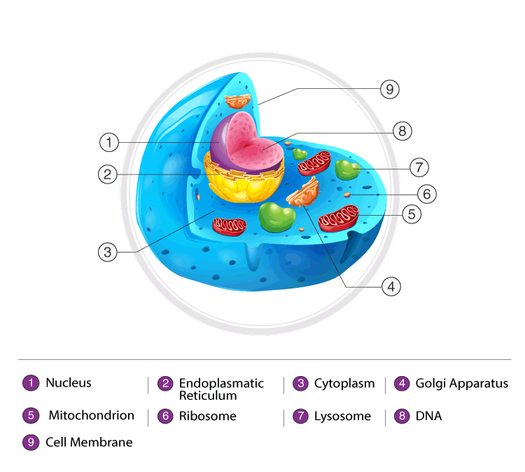 Animal cell diagram detailing the various organelles