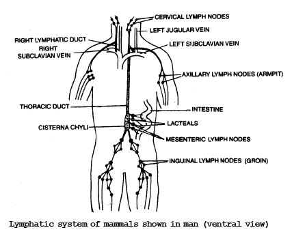 Lymphatic System