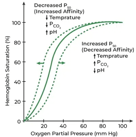 Breathing and Exchange of Gases Chapter Notes | Biology Class 11 - NEET