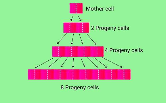 Important Diagrams: Plant Growth and Development | Biology Class 11 - NEET