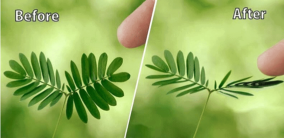 What is Living & its Characteristics | Biology Class 11 - NEET