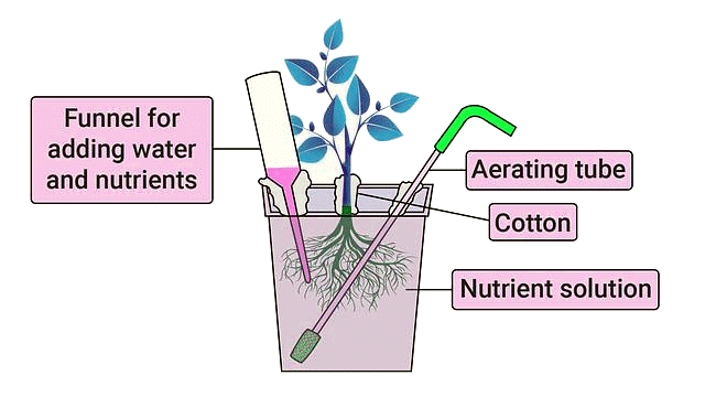 Important Diagrams: Mineral Nutrition (Old NCERT) | Crash Course for NEET