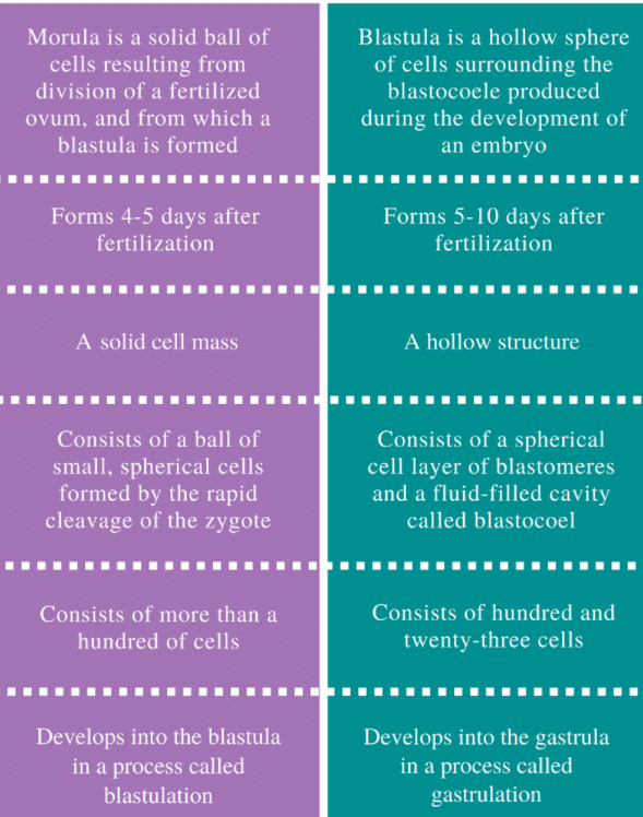 Phases of Cleavage | Biology for Grade 12