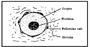 Follicular Phase | Additional Study Material for NEET