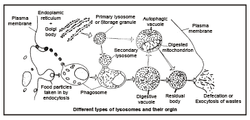 Cell Wall, Cell Membrane and Endomembrane System | Biology Class 11 - NEET