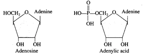 NCERT Exemplar: Biomolecules | Biology Class 11 - NEET