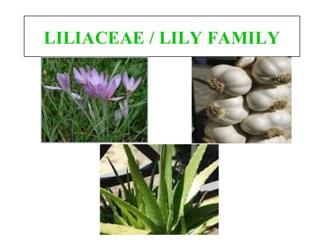 Family Description: Solanaceae, Fabaceae & Liliaceae | Biology for ACT