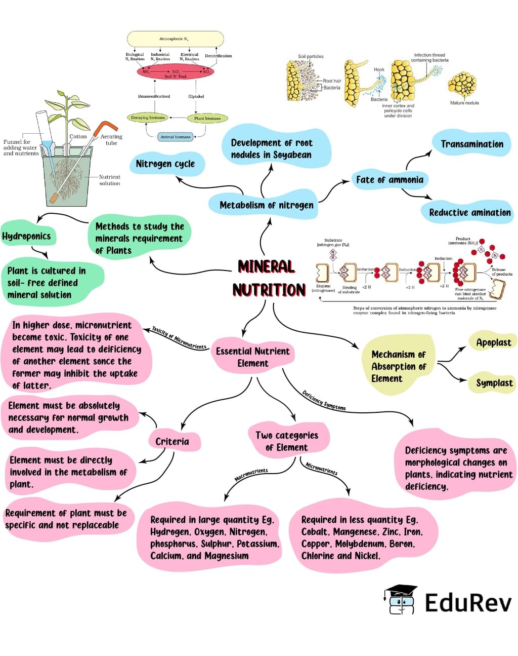 Mind Map: Mineral Nutrition (Old NCERT) | Subject-Wise Mind Maps for Class 11 (Science)