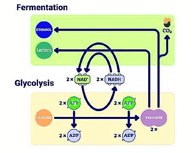 Important Diagrams: Respiration in Plants | Biology Class 11 - NEET