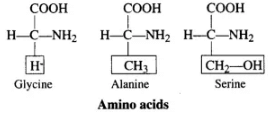 NCERT Exemplar: Biomolecules | Biology Class 11 - NEET