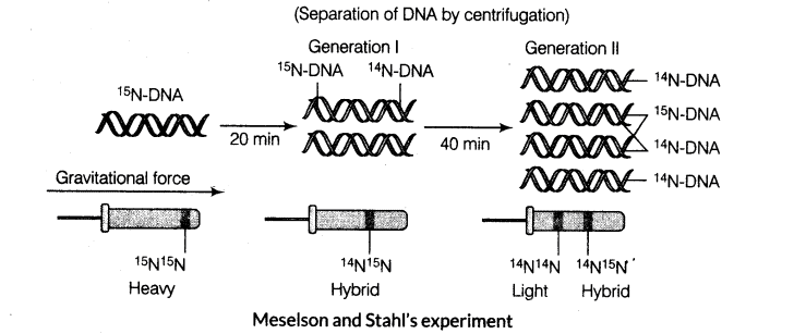 Genetic Material | Biology for ACT