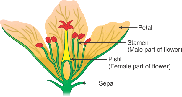 Diagrammatic Representation of Longitudinal Section (LS) of a Flower
