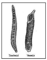 Complex Permanent Tissue | Biology for ACT
